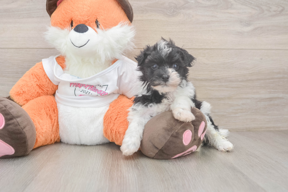 Havapoo Puppy for Adoption