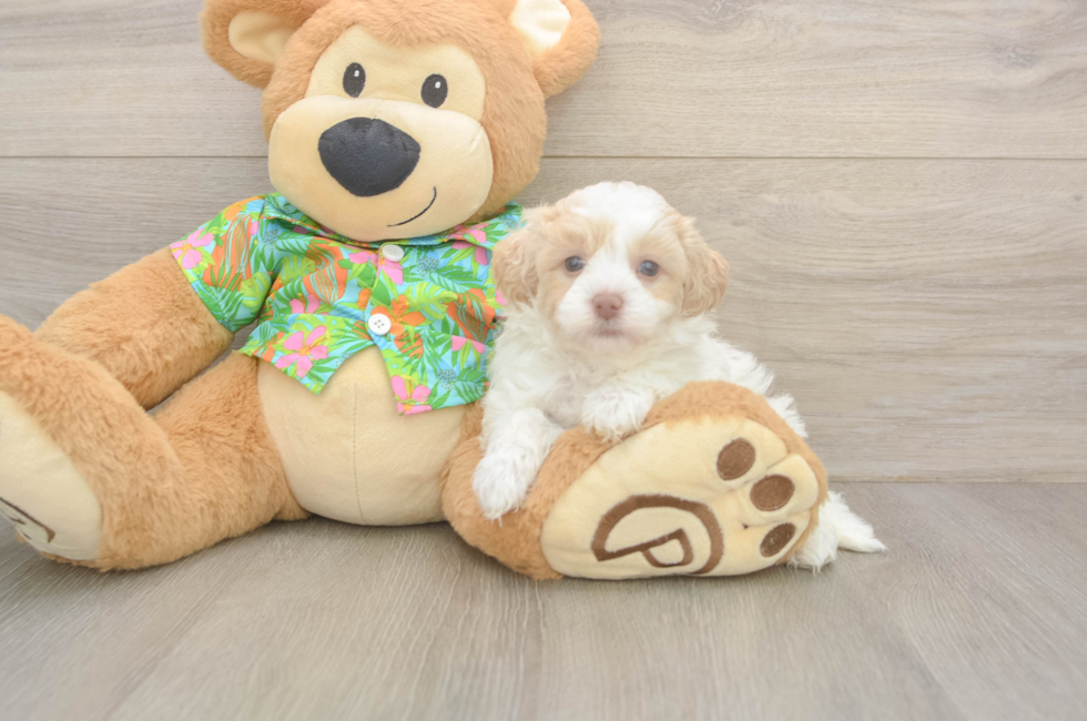 5 week old Havapoo Puppy For Sale - Premier Pups