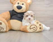 7 week old Havapoo Puppy For Sale - Premier Pups