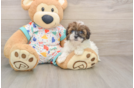 Best Havapoo Baby
