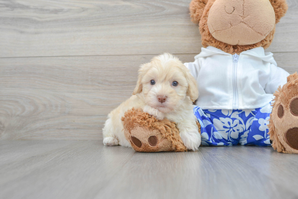 Havapoo Puppy for Adoption
