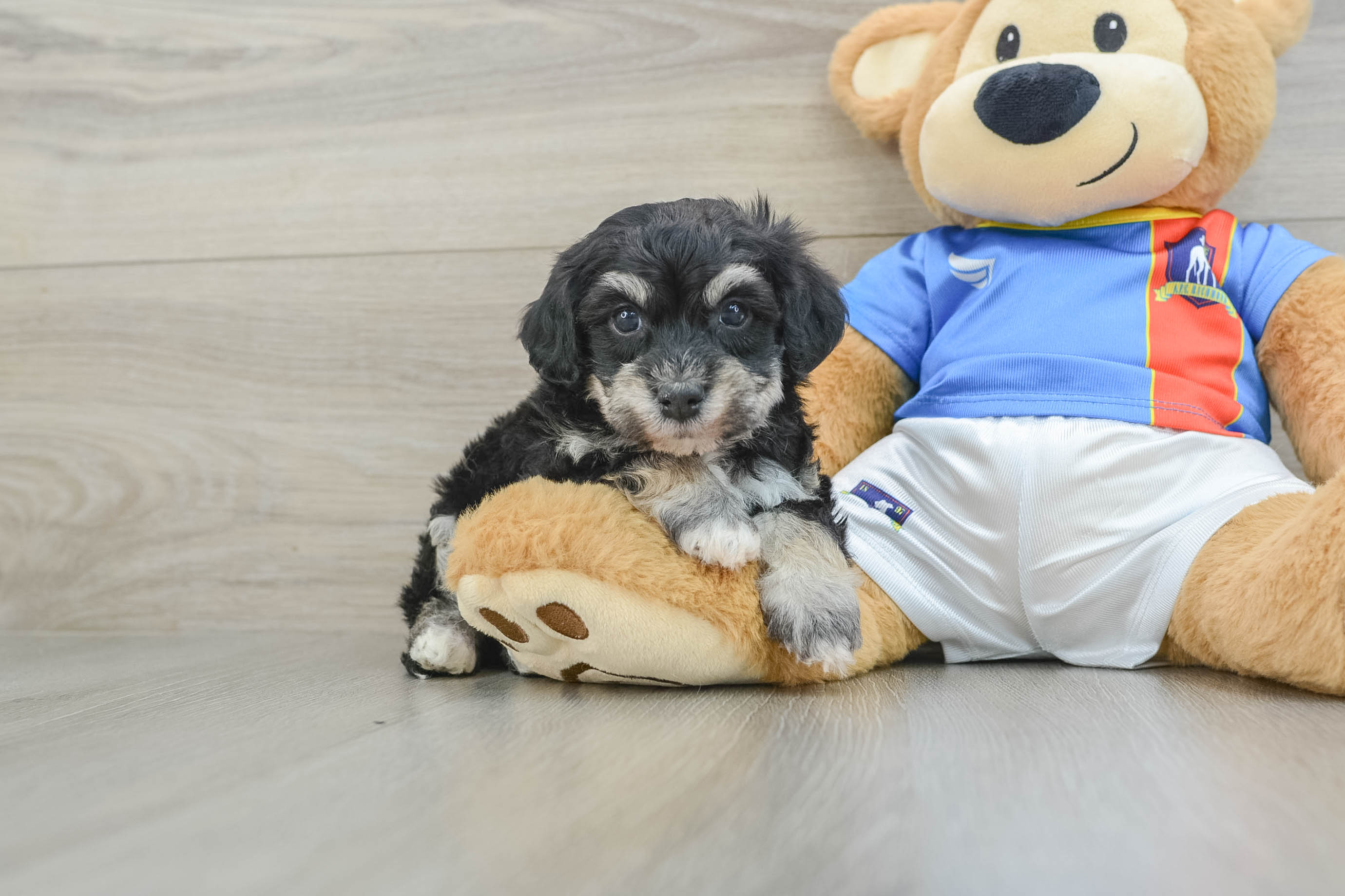 Havapoo Pup Being Cute