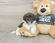 7 week old Havapoo Puppy For Sale - Premier Pups