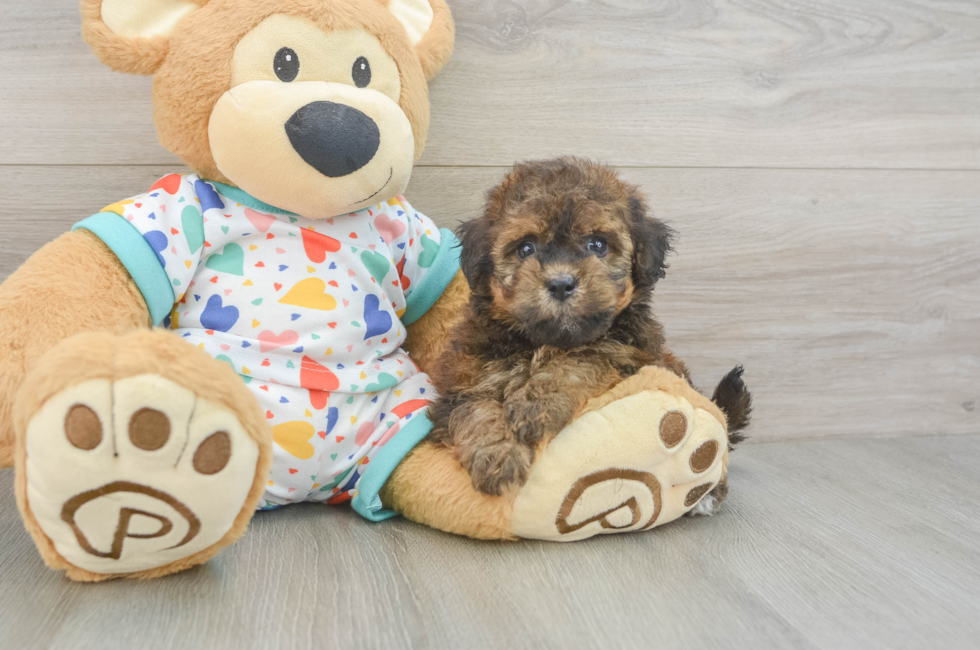 6 week old Havapoo Puppy For Sale - Premier Pups