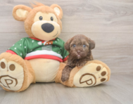 6 week old Havapoo Puppy For Sale - Premier Pups