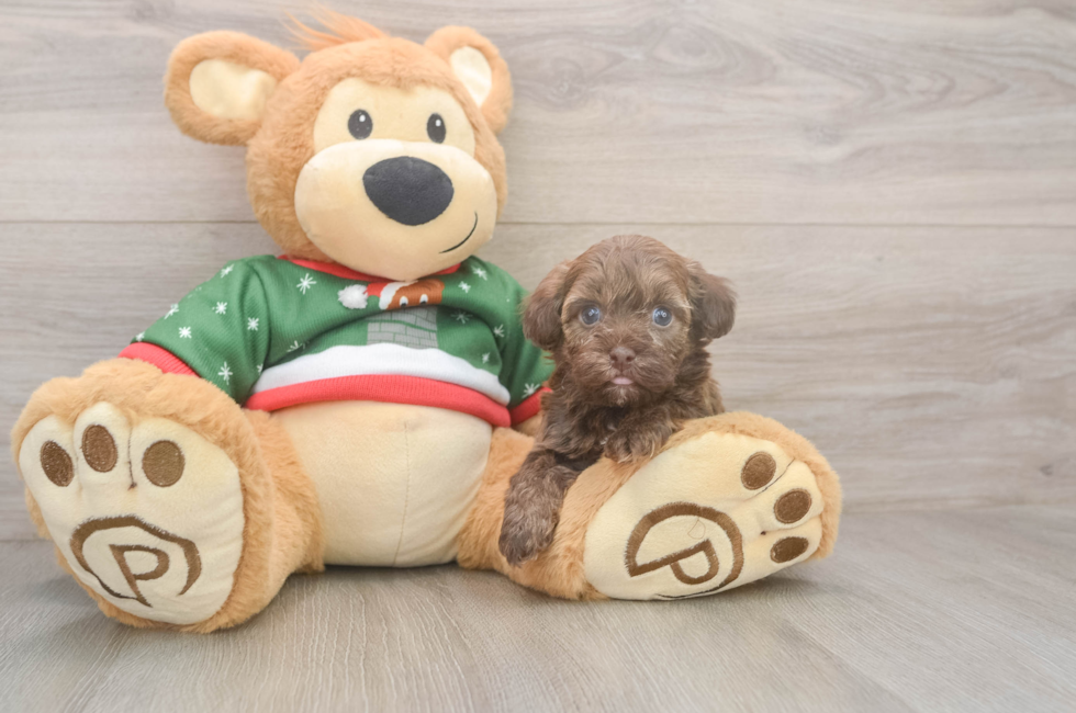 5 week old Havapoo Puppy For Sale - Premier Pups
