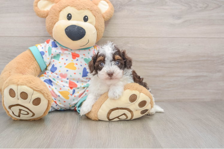 Hypoallergenic Havadoodle Poodle Mix Puppy