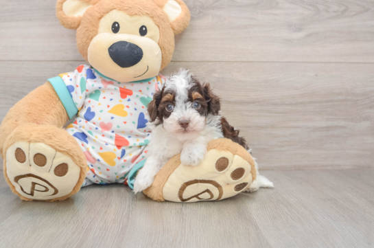 Hypoallergenic Havadoodle Poodle Mix Puppy