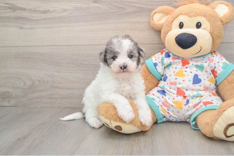 Hypoallergenic Havadoodle Poodle Mix Puppy