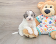6 week old Havapoo Puppy For Sale - Premier Pups