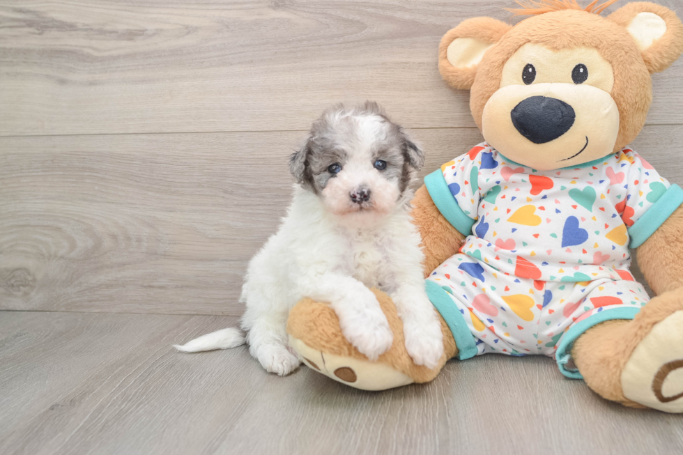 Hypoallergenic Havadoodle Poodle Mix Puppy