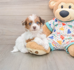 7 week old Havapoo Puppy For Sale - Premier Pups