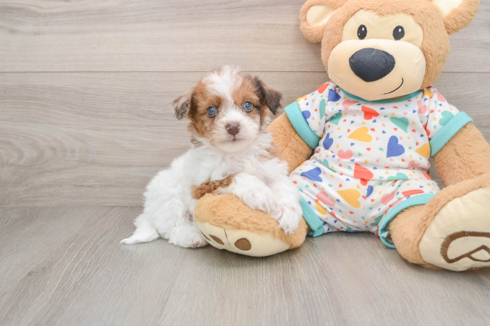 Adorable Havadoodle Poodle Mix Puppy