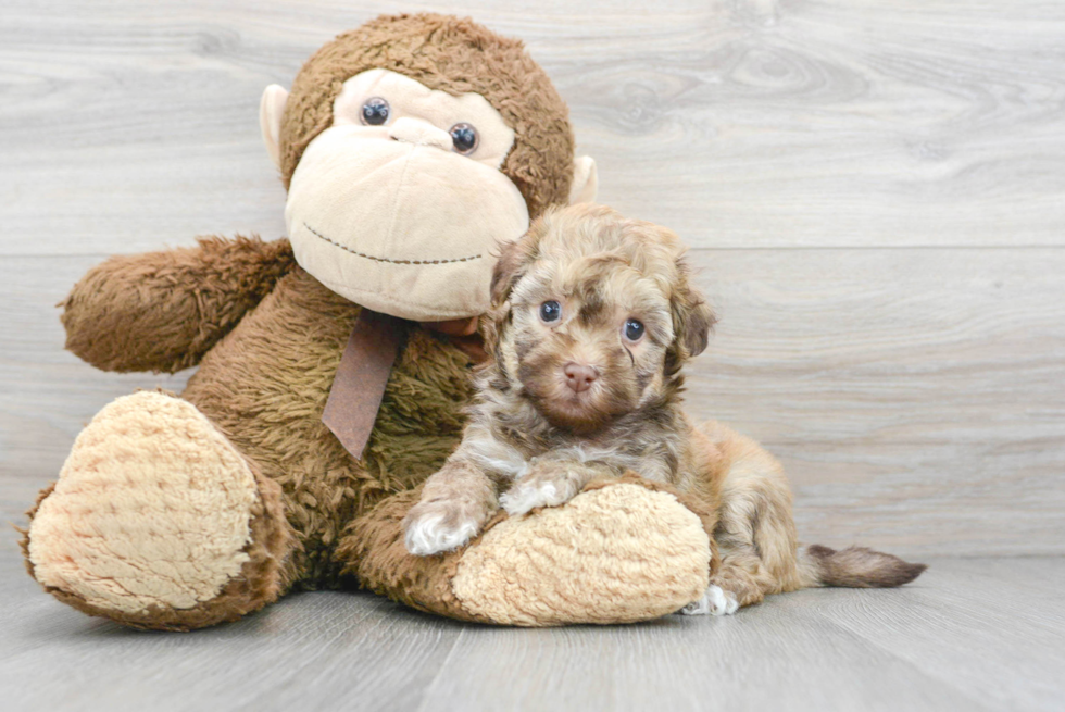 Little Havanese Poodle Mix Puppy