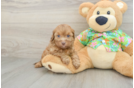 Funny Havapoo Poodle Mix Pup
