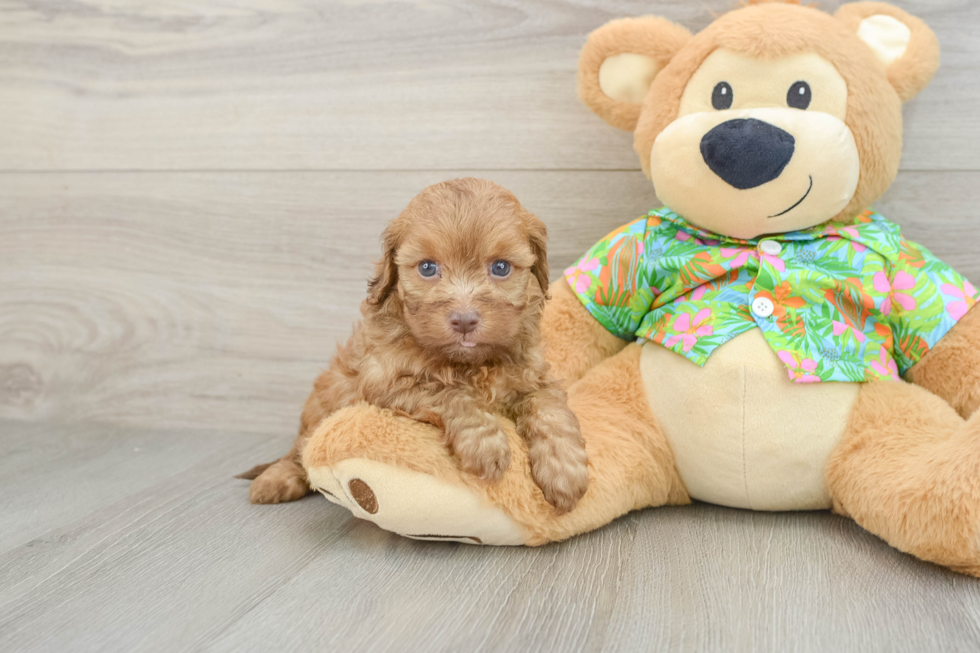 Funny Havapoo Poodle Mix Pup