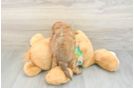Popular Havapoo Poodle Mix Pup