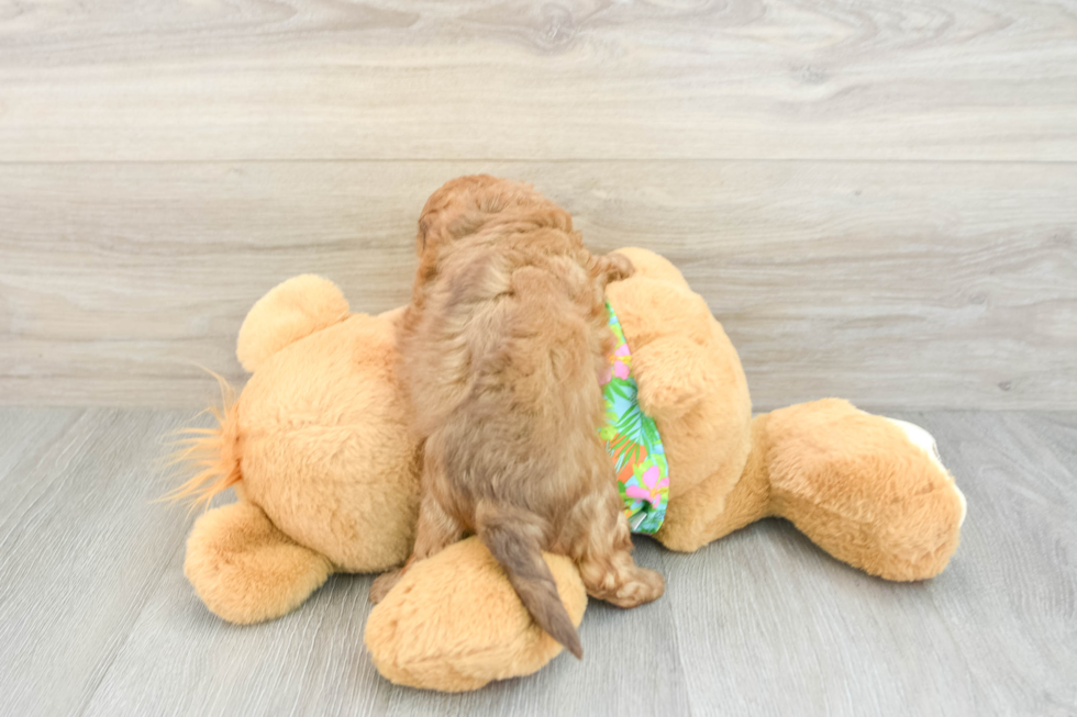 Popular Havapoo Poodle Mix Pup