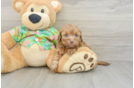 Best Havapoo Baby