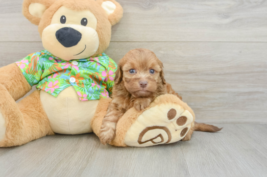 Best Havapoo Baby