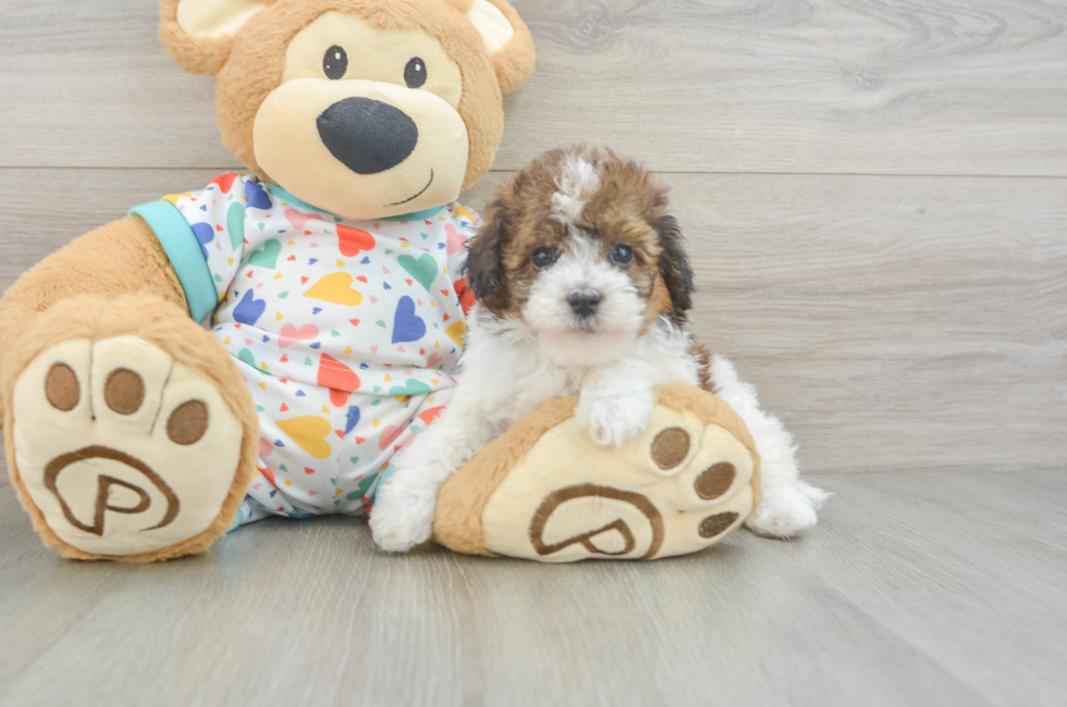 6 week old Havapoo Puppy For Sale - Premier Pups