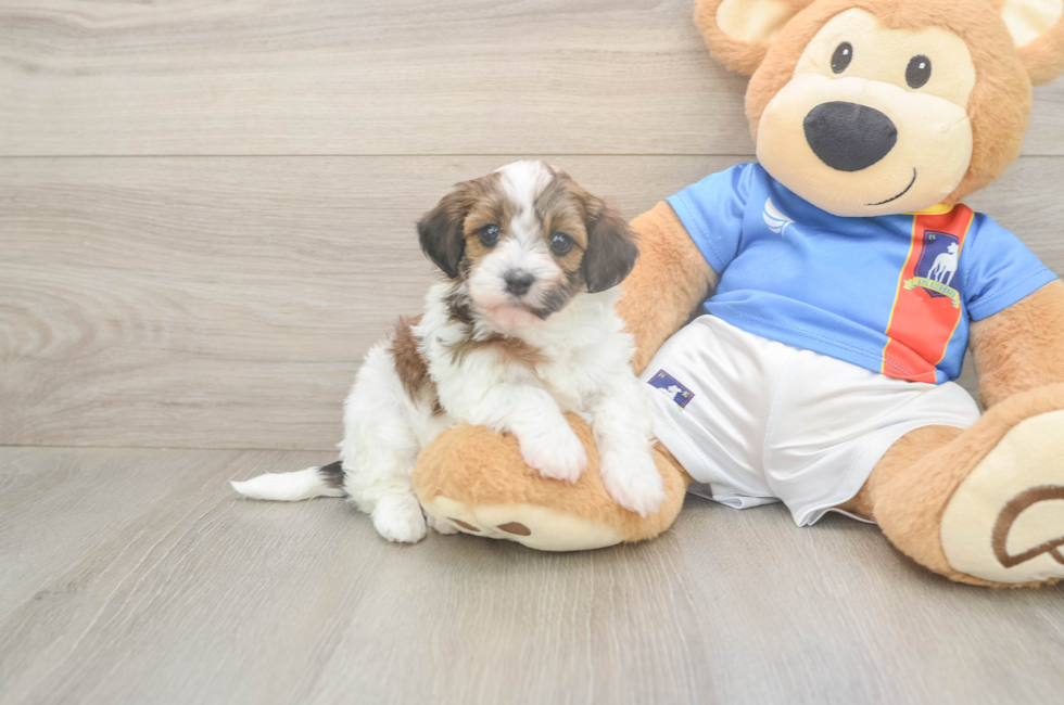 5 week old Havapoo Puppy For Sale - Premier Pups