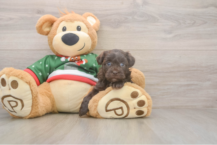 Havapoo Puppy for Adoption