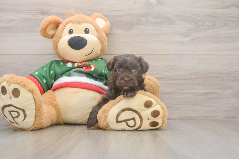 5 week old Havapoo Puppy For Sale - Premier Pups