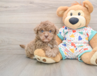 7 week old Havapoo Puppy For Sale - Premier Pups