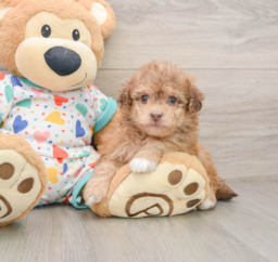 7 week old Havapoo Puppy For Sale - Premier Pups