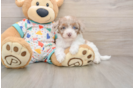 Fluffy Havapoo Poodle Mix Pup
