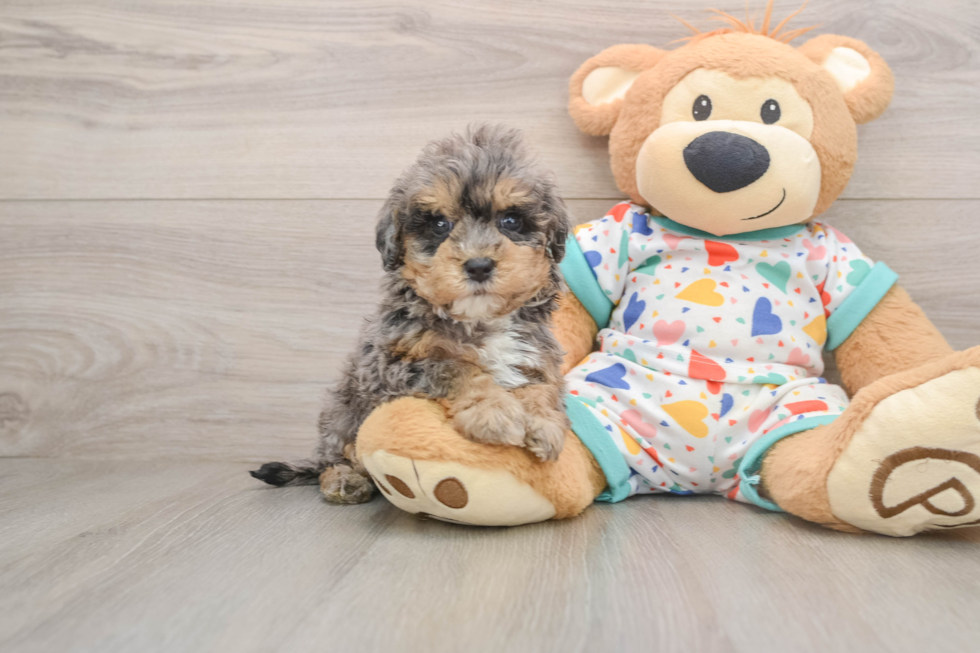 Funny Havapoo Poodle Mix Pup