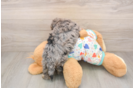 Hypoallergenic Havadoodle Poodle Mix Puppy