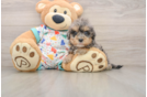 Best Havapoo Baby