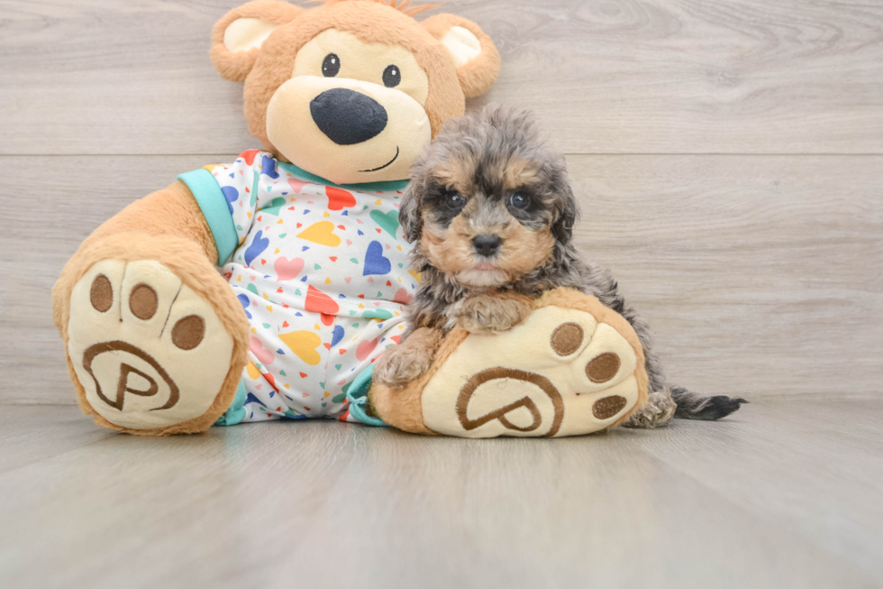 Best Havapoo Baby