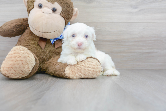 Petite Havapoo Poodle Mix Pup