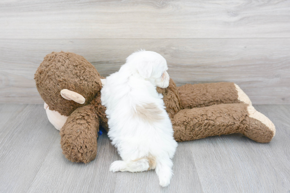 Energetic Havanese Poodle Mix Puppy