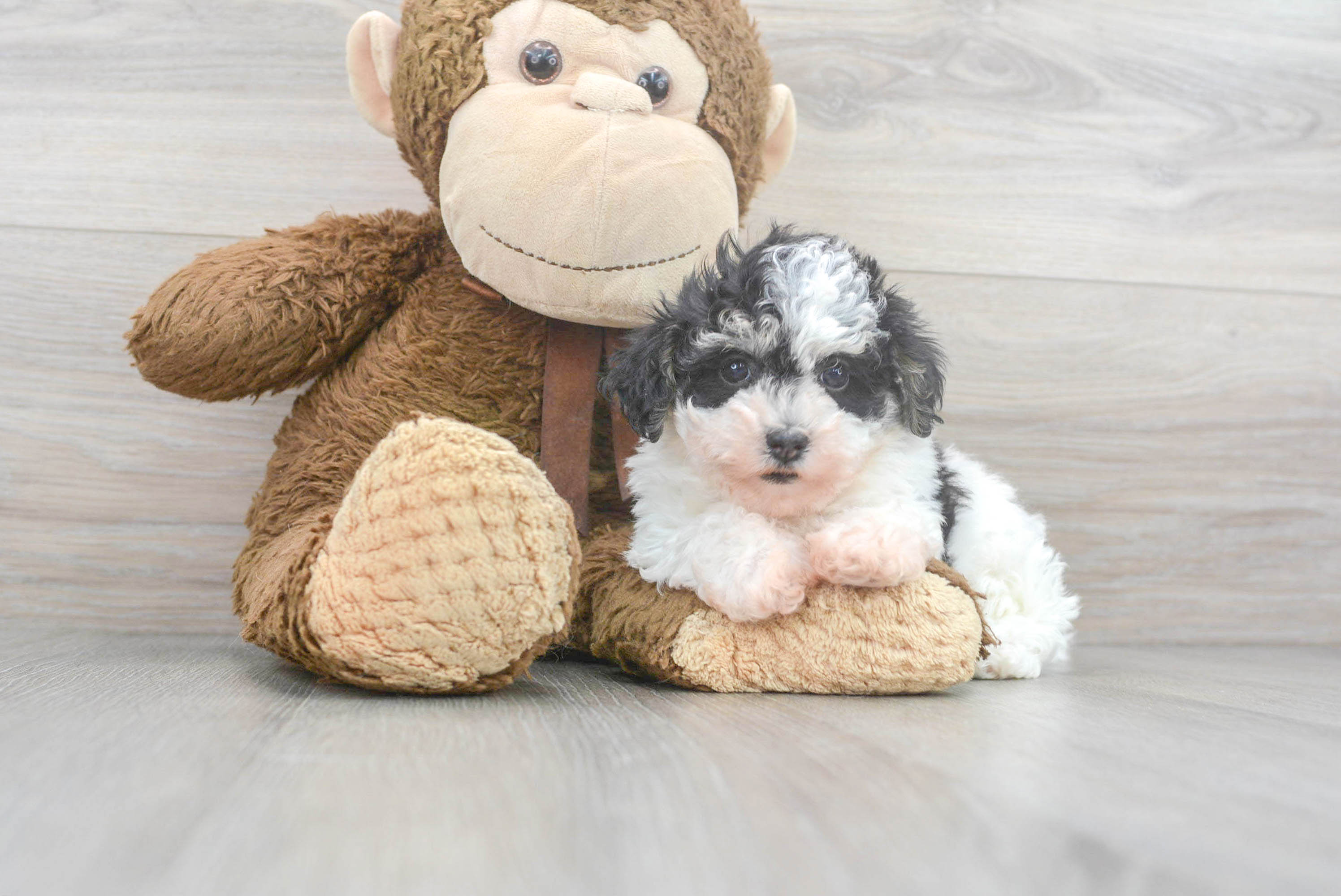 Hypoallergenic Havanese Poodle Mix Puppy