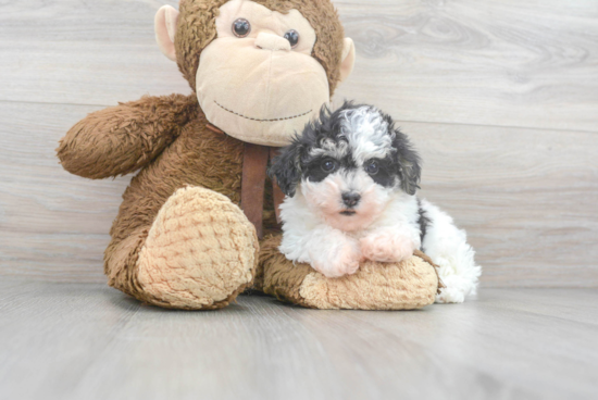 Hypoallergenic Havanese Poodle Mix Puppy