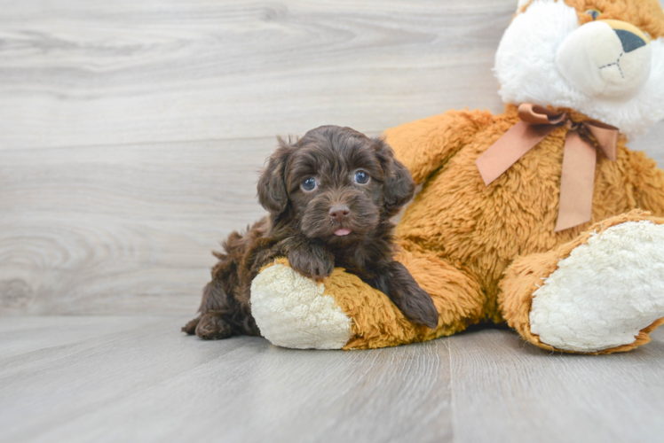 Hypoallergenic Havanese Poodle Mix Puppy