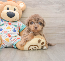 8 week old Havapoo Puppy For Sale - Premier Pups