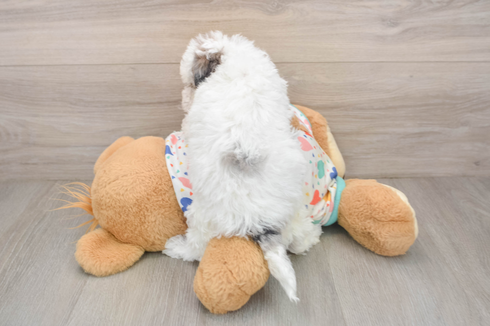 Funny Havapoo Poodle Mix Pup