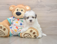 7 week old Havapoo Puppy For Sale - Premier Pups