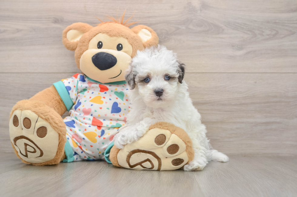 Little Havadoodle Poodle Mix Puppy