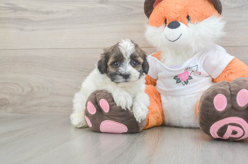5 week old Havapoo Puppy For Sale - Premier Pups