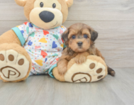 8 week old Havapoo Puppy For Sale - Premier Pups