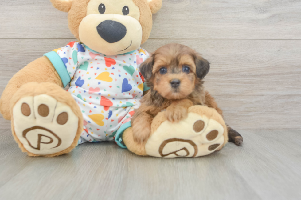 6 week old Havapoo Puppy For Sale - Premier Pups