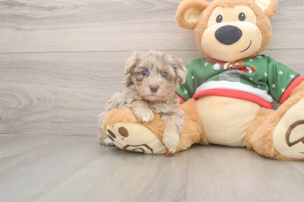 Adorable Havadoodle Poodle Mix Puppy