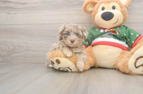 Adorable Havadoodle Poodle Mix Puppy