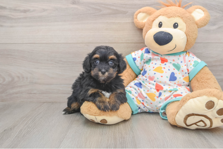 Havapoo Pup Being Cute